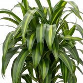 Blattdetail von Dracaena fragrans ‘Hawaiian Sunshine’ mit leuchtend limettengrünem Mittelstreifen auf dunkelgrüner Blattfläche