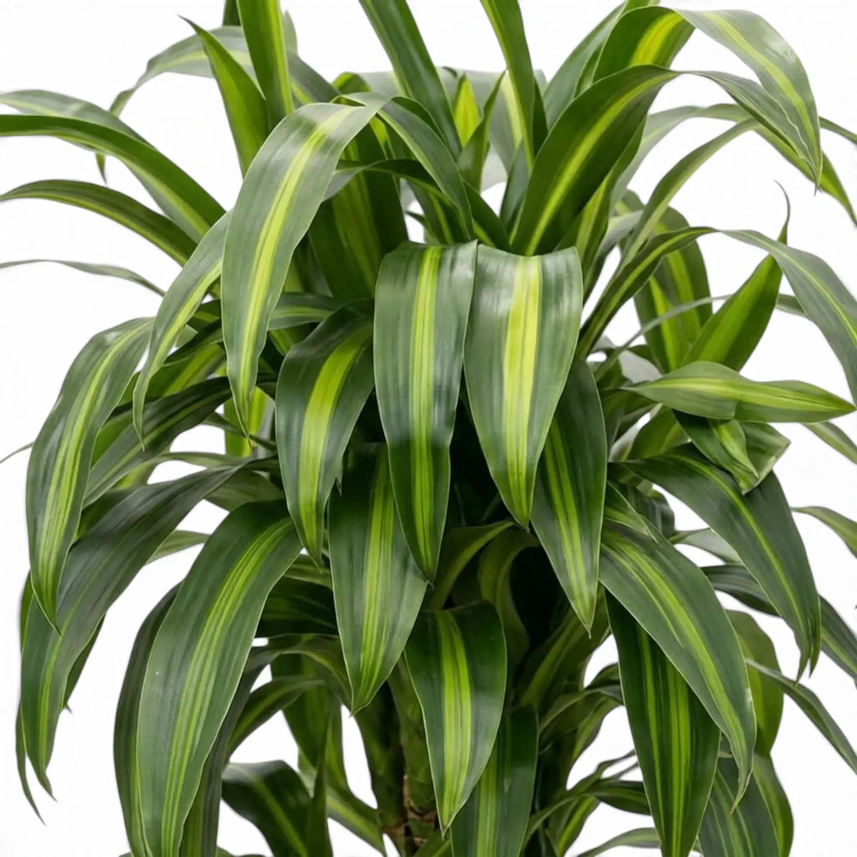 Blattdetail von Dracaena fragrans ‘Hawaiian Sunshine’ mit leuchtend limettengrünem Mittelstreifen auf dunkelgrüner Blattfläche