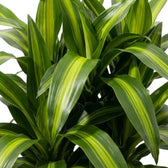 Nahaufnahme des Laubs von Dracaena fragrans ‘Hawaiian Sunshine’ mit langen Blättern und hellgrünen Mittelstreifen
