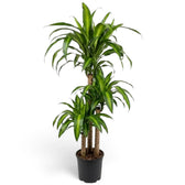 Dracaena fragrans ‘Hawaiian Sunshine’ mit aufrechtem Wuchs, übereinander angeordneten Blättern und leuchtend grünen Mittelstreifen