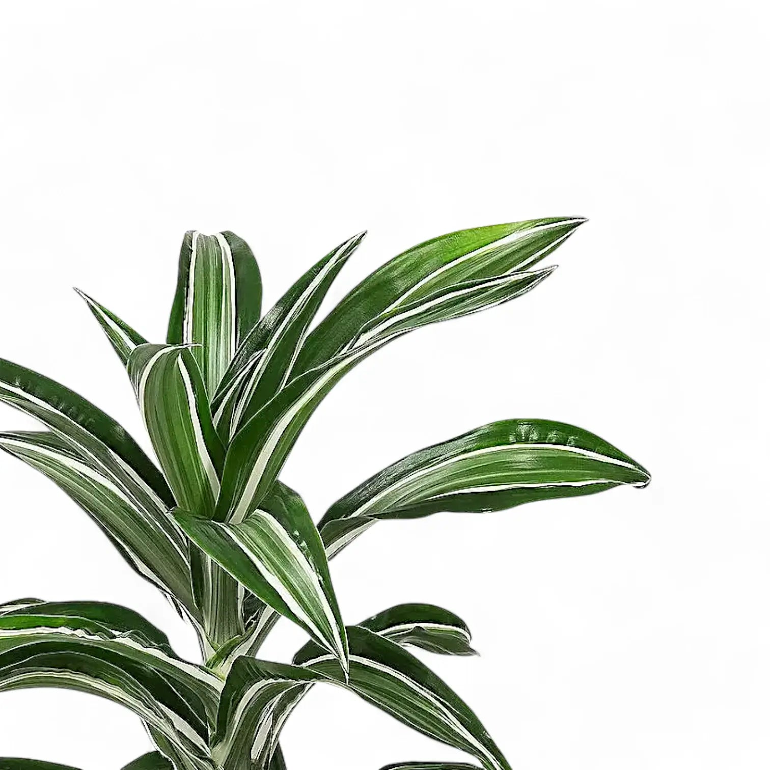 Dracaena fragrans 'Jade Jewel' – Blattdetail vor weißem Hintergrund..