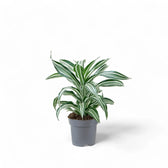 Dracaena fragrans 'Jade Jewel' potted plant in nursery pot on white background.
