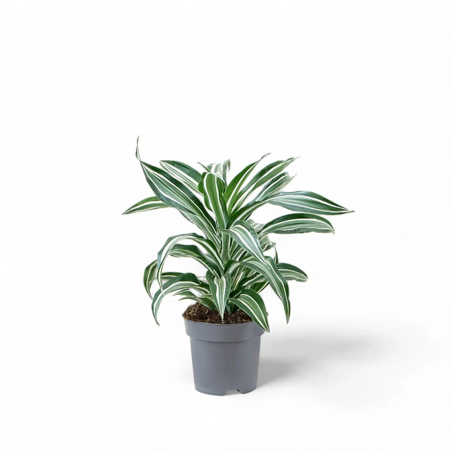 Dracaena fragrans 'Jade Jewel' potted plant in nursery pot on white background.