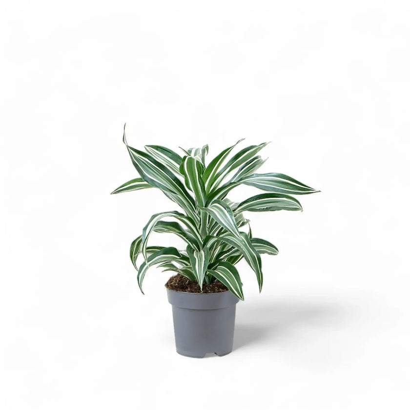 Dracaena fragrans 'Jade Jewel' potted plant in nursery pot on white background.