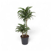 Dracaena fragrans 'Jade Jewel' potted plant in nursery pot on white background.