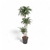 Dracaena fragrans 'Jade Jewel' potted plant in nursery pot on white background.