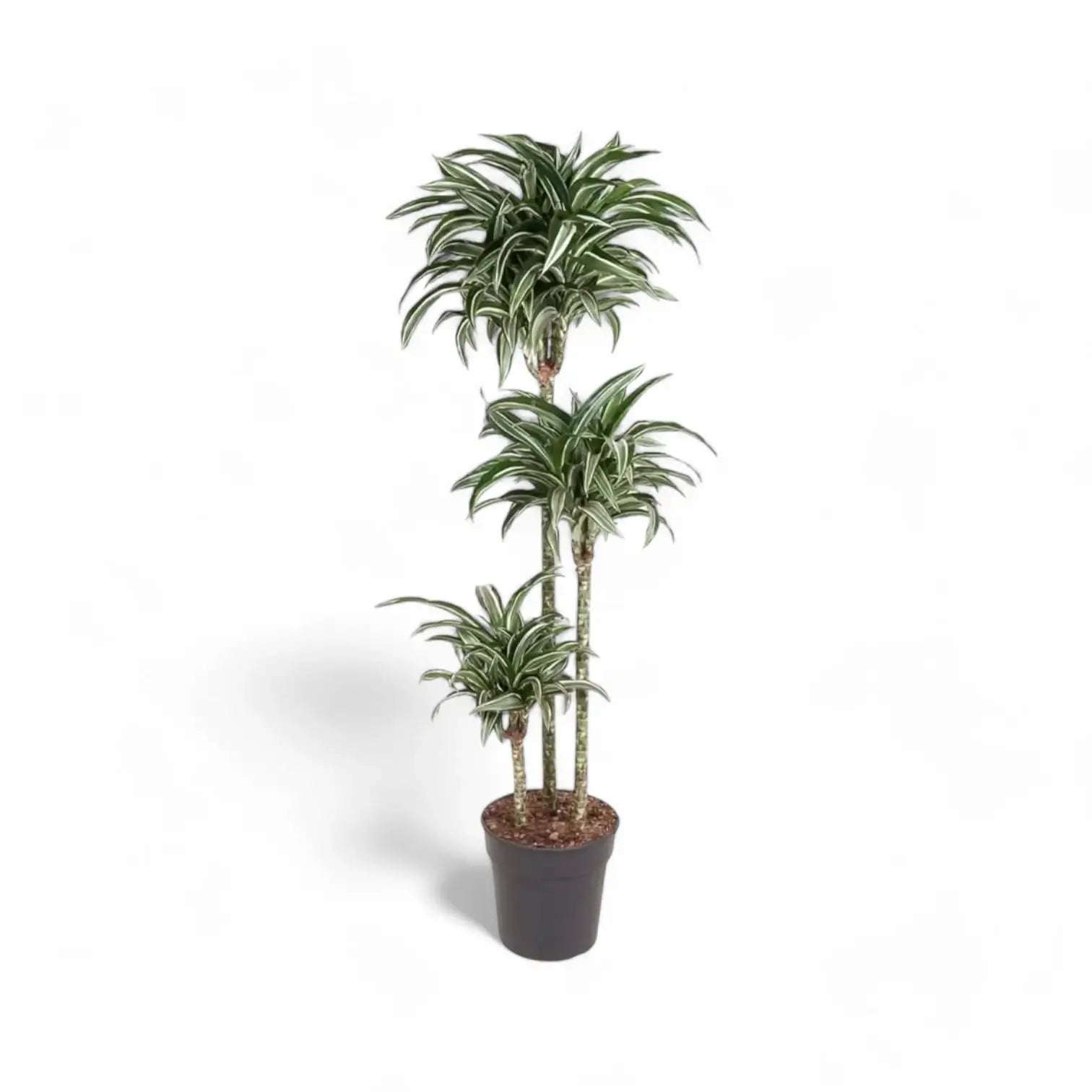 Dracaena fragrans 'Jade Jewel' potted plant in nursery pot on white background.