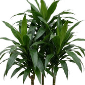 Nahaufnahme der breiten, glänzenden, dunkelgrünen Blätter von Dracaena fragrans ‘Janet Craig’