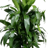 Nahaufnahme der breiten, glänzenden, dunkelgrünen Blätter von Dracaena fragrans ‘Janet Craig’