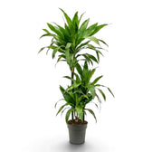 Dracaena fragrans ‘Janet Craig’ mit breiten, glänzenden, dunkelgrünen Blättern