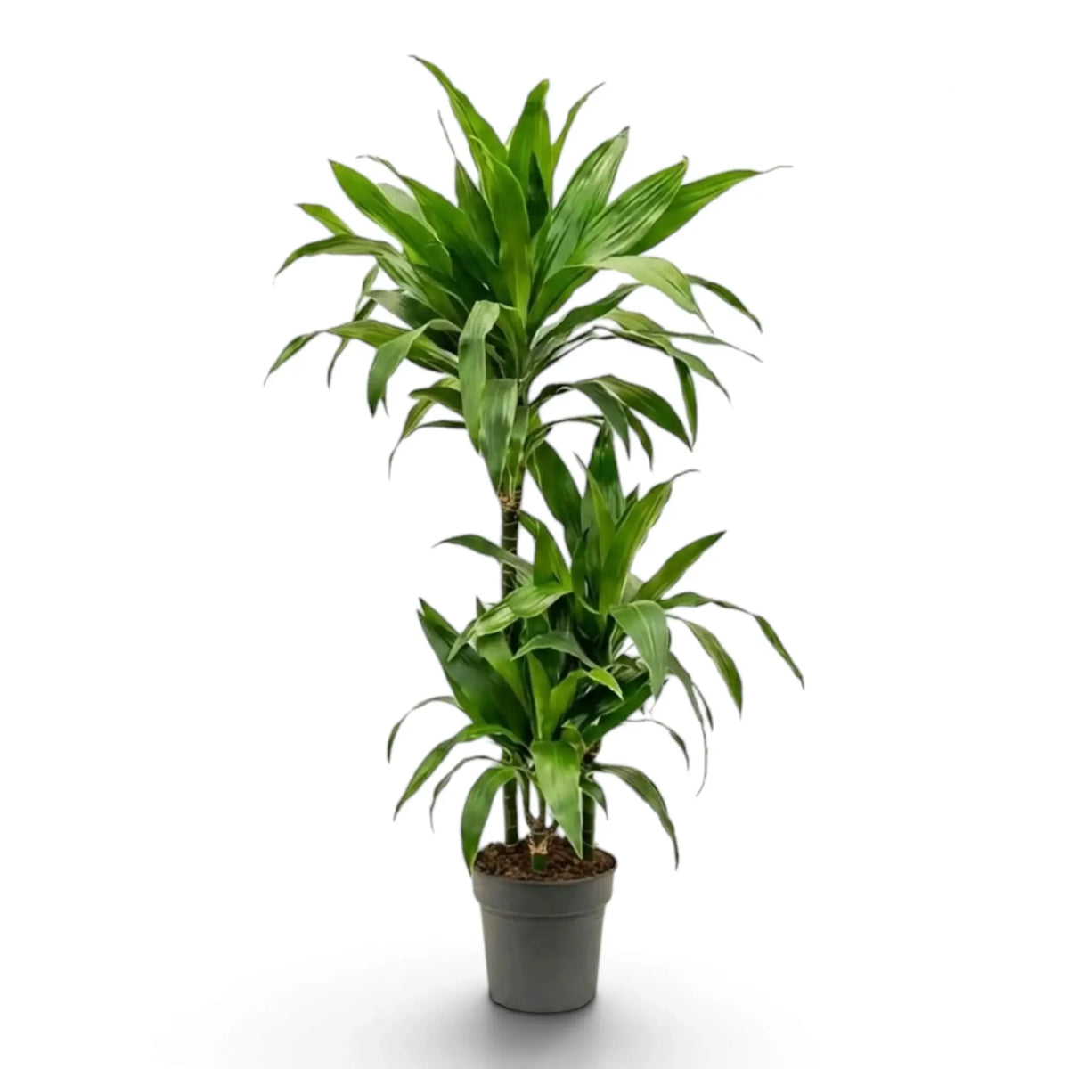 Dracaena fragrans ‘Janet Craig’ mit breiten, glänzenden, dunkelgrünen Blättern