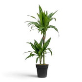 Dracaena fragrans ‘Janet Craig’ mit breiten, glänzenden, dunkelgrünen Blättern