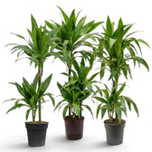 Dracaena fragrans ‘Janet Craig’ mit breiten, glänzenden, dunkelgrünen Blättern