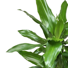 dracaena fragrans outdoors Janet Lind Dracaena