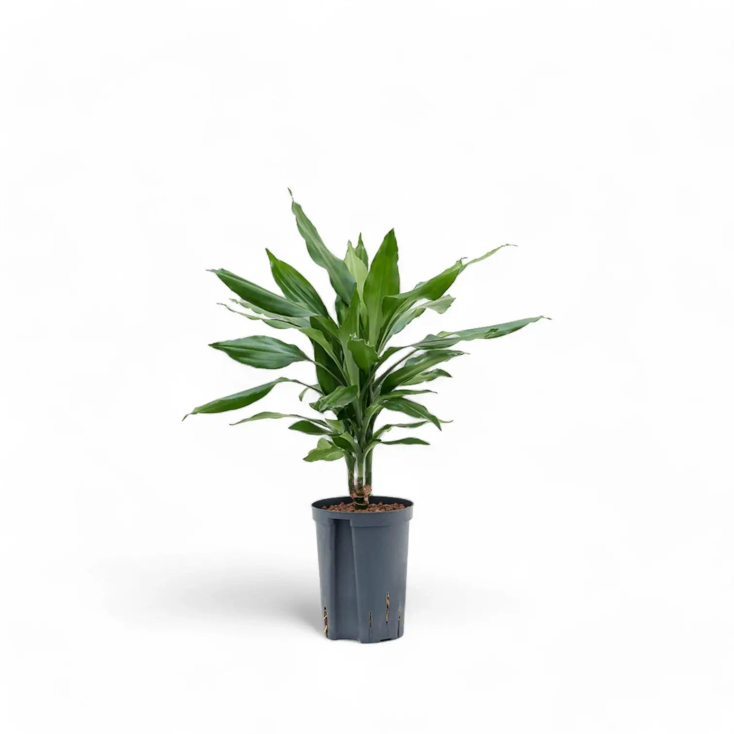 Dracaena fragrans 'Janet Lind' potted plant in nursery pot on white background.