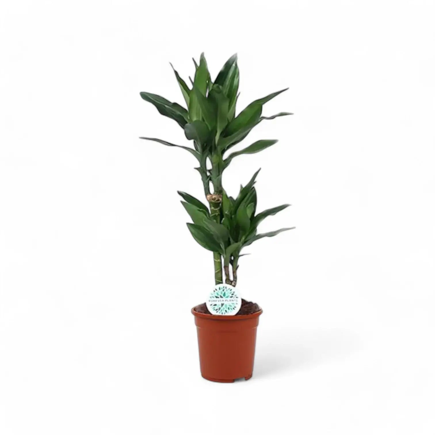 Dracaena fragrans 'Janet Lind' potted plant in nursery pot on white background.