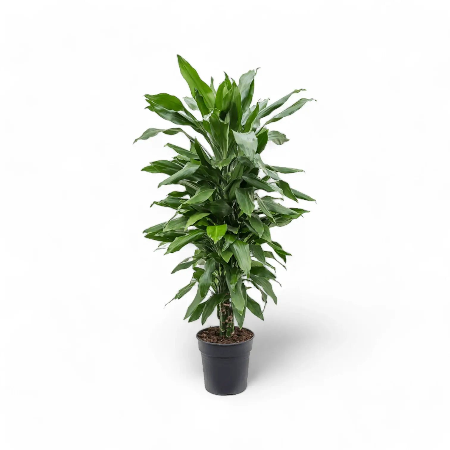 Dracaena fragrans 'Janet Lind' potted plant in nursery pot on white background.