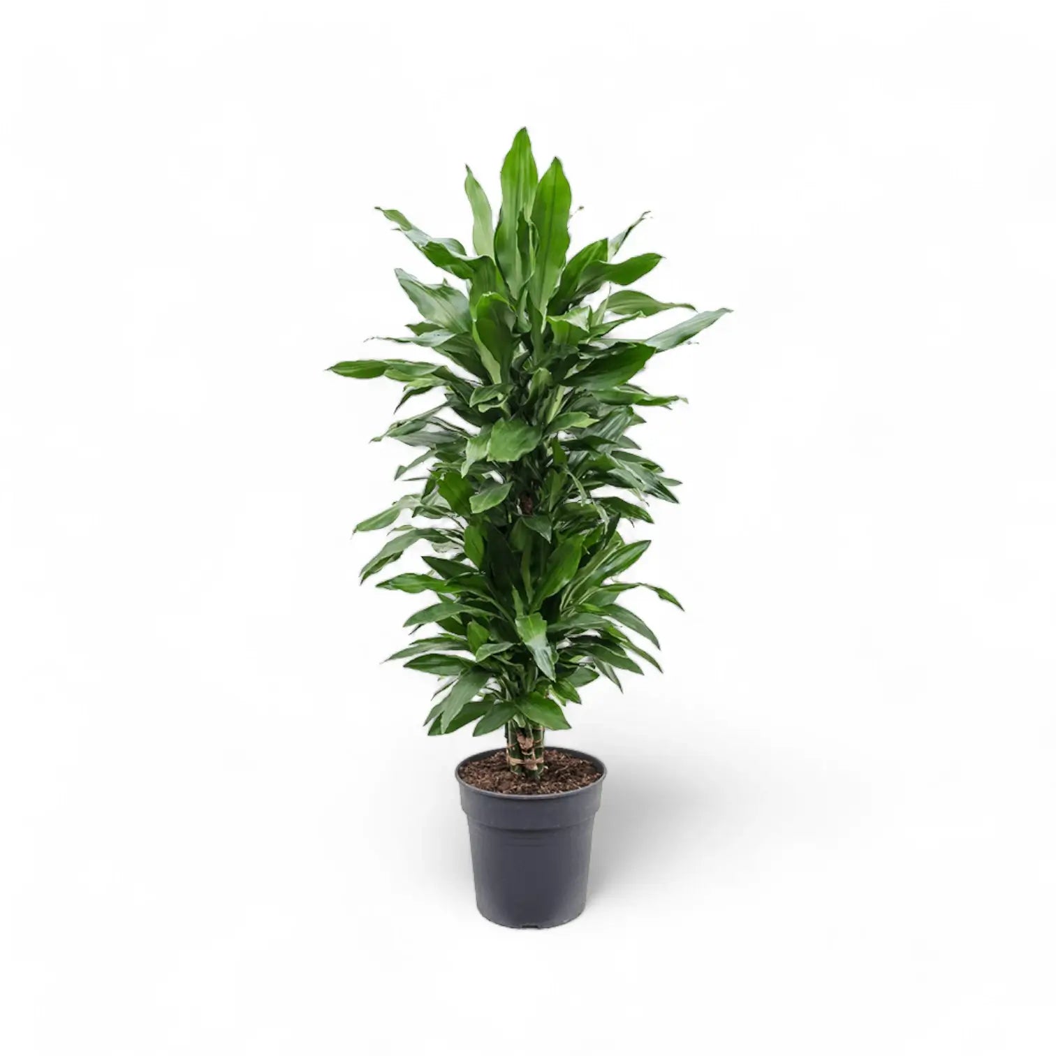 Dracaena fragrans 'Janet Lind' potted plant in nursery pot on white background.