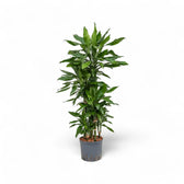 Dracaena fragrans 'Janet Lind' potted plant in nursery pot on white background.
