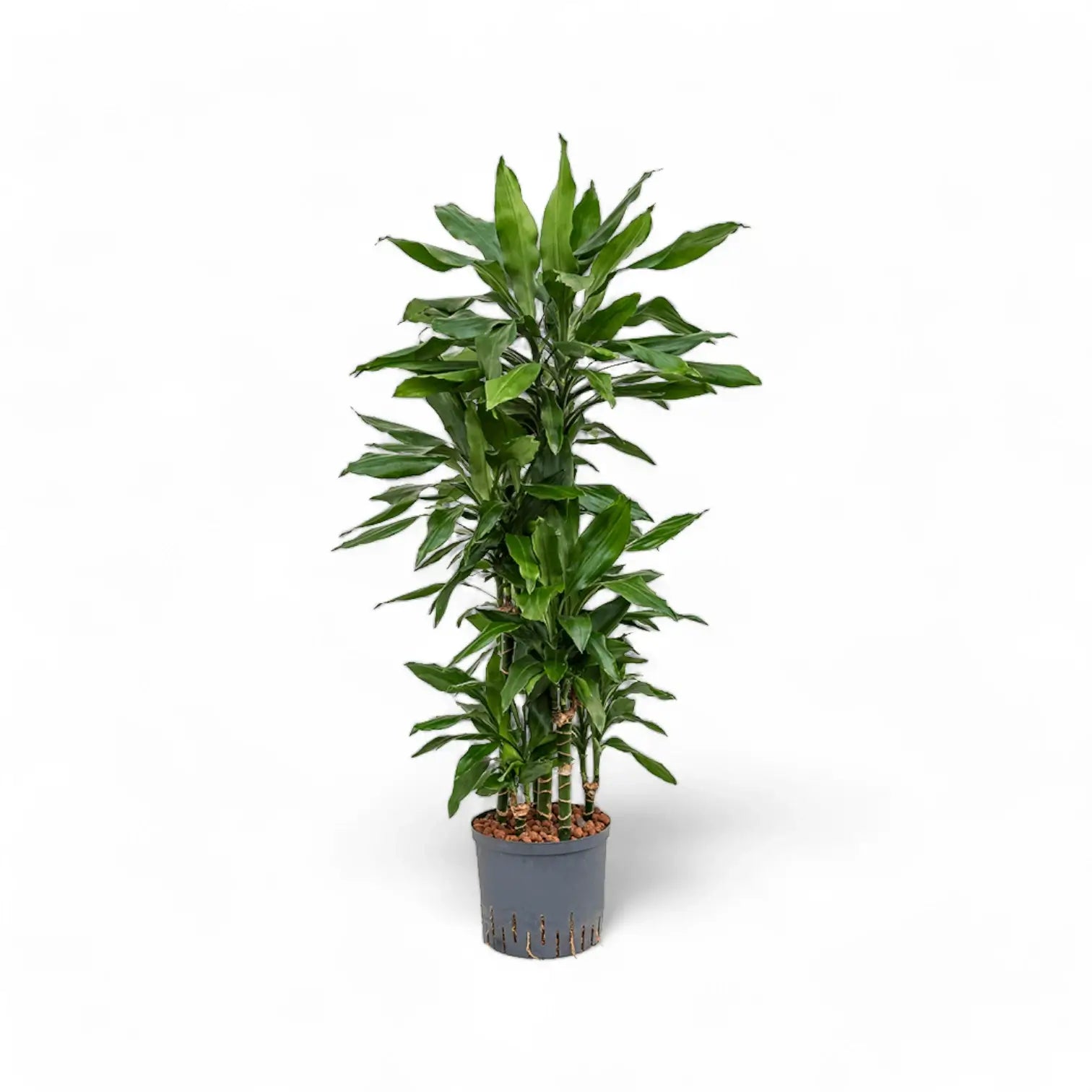 Dracaena fragrans 'Janet Lind' potted plant in nursery pot on white background.