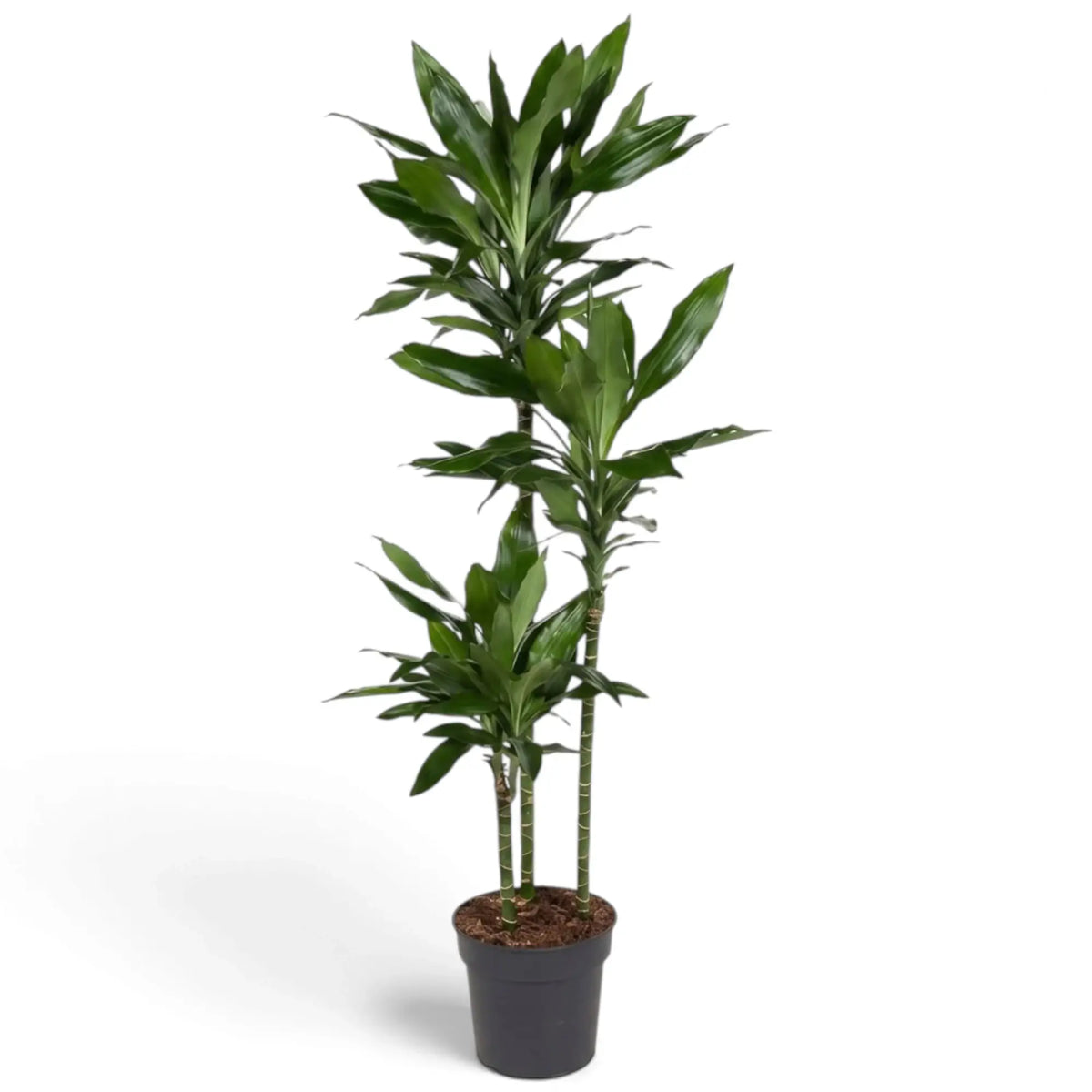 Dracaena fragrans ‘Janet Lind’ in Größe XL mit glänzenden, dunkelgrünen Blättern mit hellgrünen Streifen