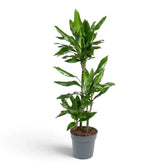 Große Dracaena fragrans ‘Janet Lind’ mit glänzenden, dunkelgrünen Blättern mit hellgrünen Streifen