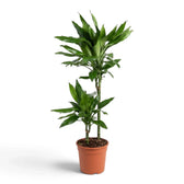 Große Dracaena fragrans ‘Janet Lind’ mit glänzenden, dunkelgrünen Blättern mit hellgrünen Streifen