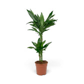 Mittelgroße Dracaena fragrans ‘Janet Lind’ mit glänzenden, dunkelgrünen Blättern mit hellgrünen Streifen