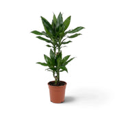Mittelgroße Dracaena fragrans ‘Janet Lind’ mit glänzenden, dunkelgrünen Blättern mit hellgrünen Streifen