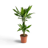 Mittelgroße Dracaena fragrans ‘Janet Lind’ mit glänzenden, dunkelgrünen Blättern mit hellgrünen Streifen