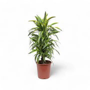 Dracaena fragrans 'Lemon Lime' potted plant in nursery pot on white background.