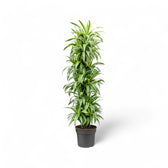 Dracaena fragrans 'Lemon Lime' potted plant in nursery pot on white background.
