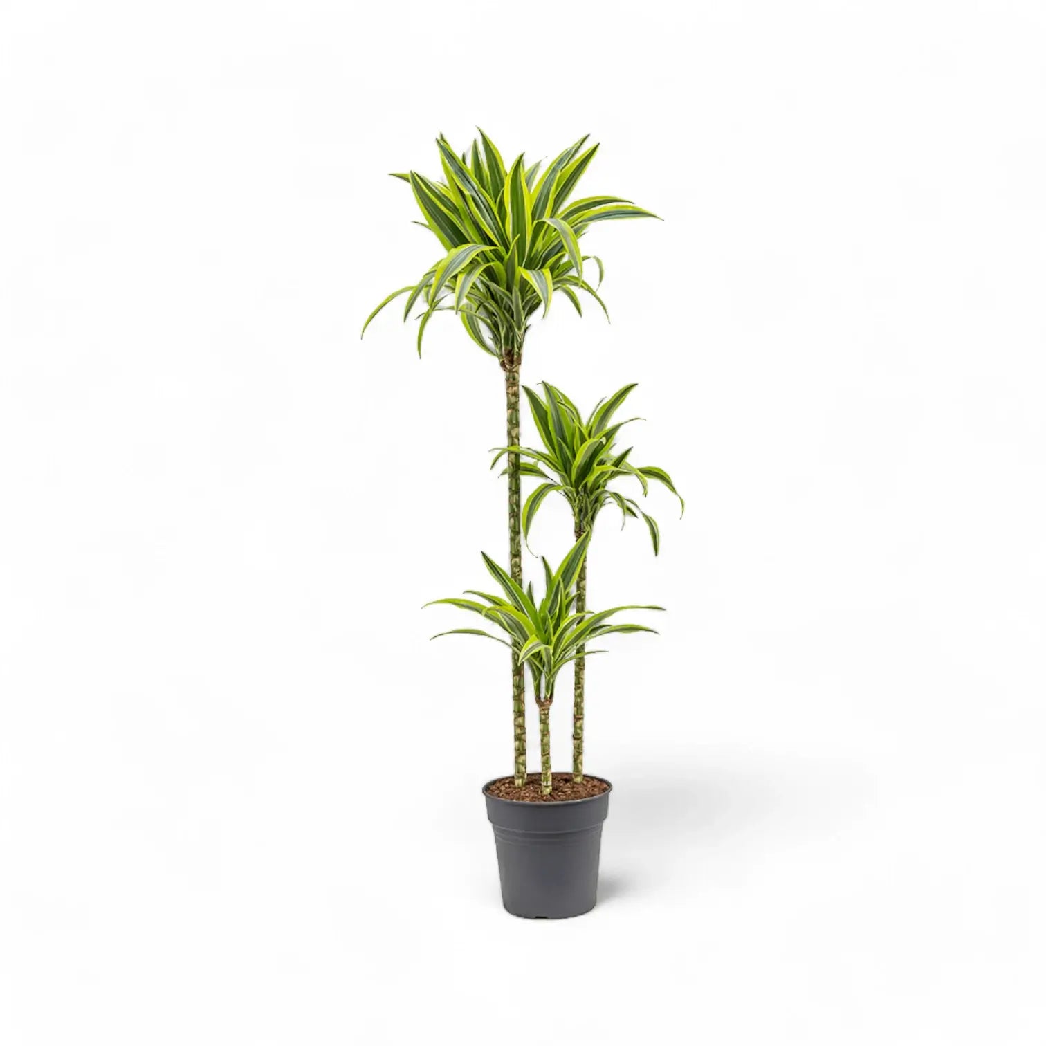 Dracaena fragrans 'Lemon Lime' – Topfpflanze im Kulturtopf vor weißem Hintergrund, Produktfoto 13.