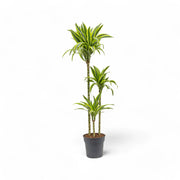 Dracaena fragrans 'Lemon Lime' – Topfpflanze im Kulturtopf vor weißem Hintergrund, Produktfoto 13.