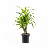 Dracaena fragrans 'Lemon Lime' potted plant in nursery pot on white background.