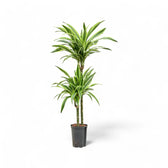 Dracaena fragrans 'Lemon Lime' potted plant in nursery pot on white background.