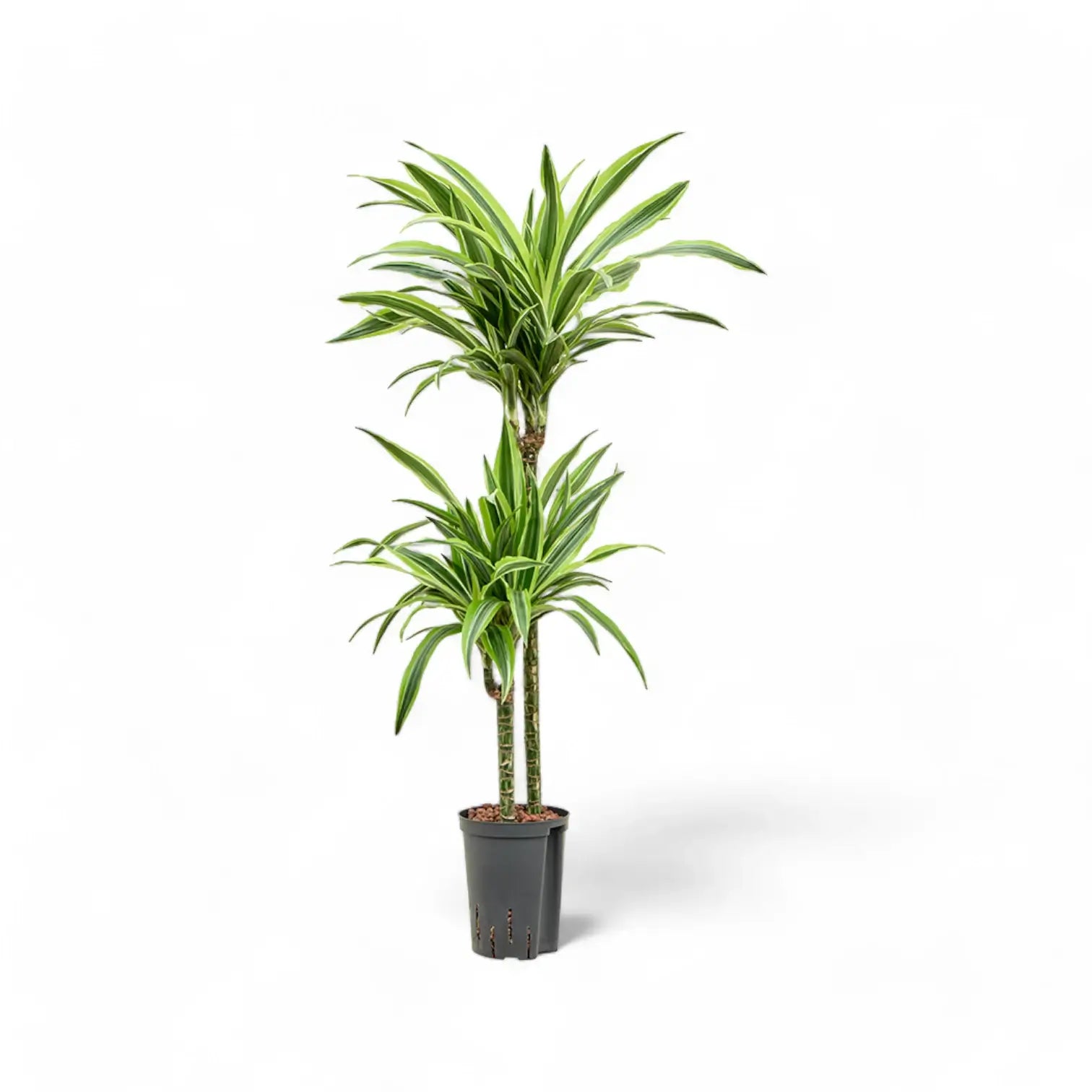 Dracaena fragrans 'Lemon Lime' potted plant in nursery pot on white background.