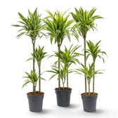 Dracaena fragrans ‘Lemon Lime’ in Größe XL mit grün, weiß und gelbgrün gestreiften Blättern