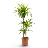 Dracaena fragrans ‘Lemon Lime’ in Größe XL mit grün, weiß und gelbgrün gestreiften Blättern