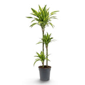 Dracaena fragrans ‘Lemon Lime’ in Größe XL mit grün, weiß und gelbgrün gestreiften Blättern