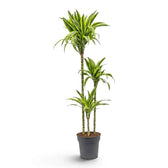 Dracaena fragrans ‘Lemon Lime’ in Größe XL mit grün, weiß und gelbgrün gestreiften Blättern