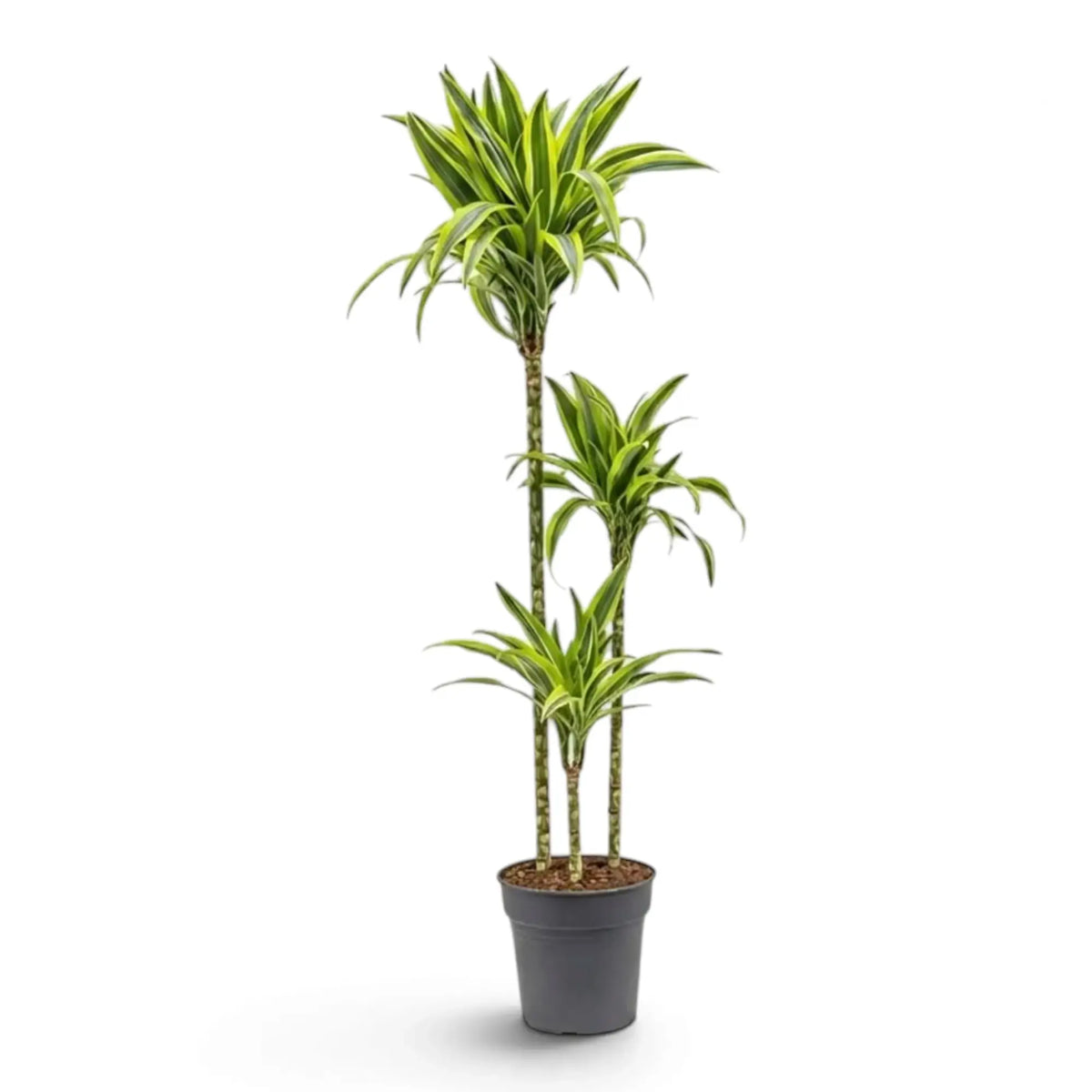 Dracaena fragrans ‘Lemon Lime’ in Größe XL mit grün, weiß und gelbgrün gestreiften Blättern