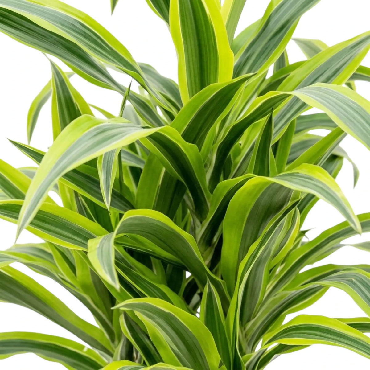Nahaufnahme der grün, weiß und gelbgrün gestreiften Blätter von Dracaena fragrans ‘Lemon Lime’