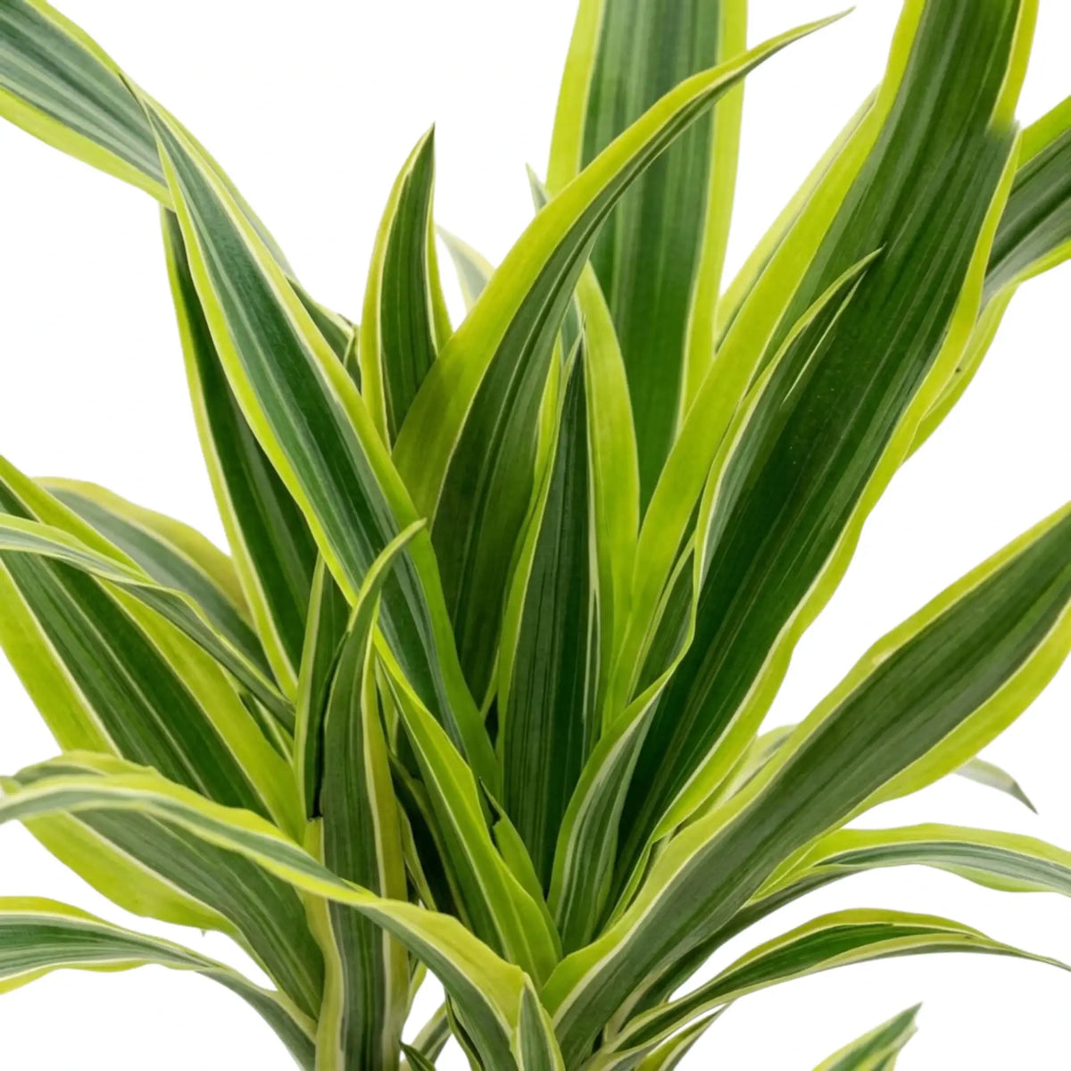 Nahaufnahme der grün, weiß und gelbgrün gestreiften Blätter von Dracaena fragrans ‘Lemon Lime’