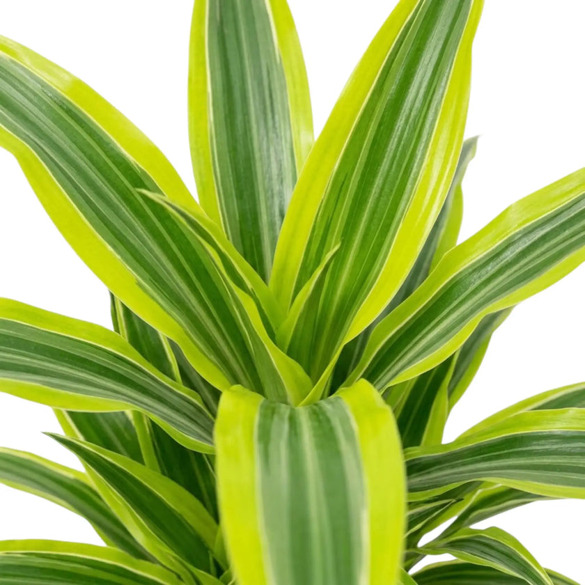Nahaufnahme der grün, weiß und gelbgrün gestreiften Blätter von Dracaena fragrans ‘Lemon Lime’