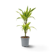 Große Dracaena fragrans ‘Lemon Lime’ mit grün, weiß und gelbgrün gestreiften Blättern