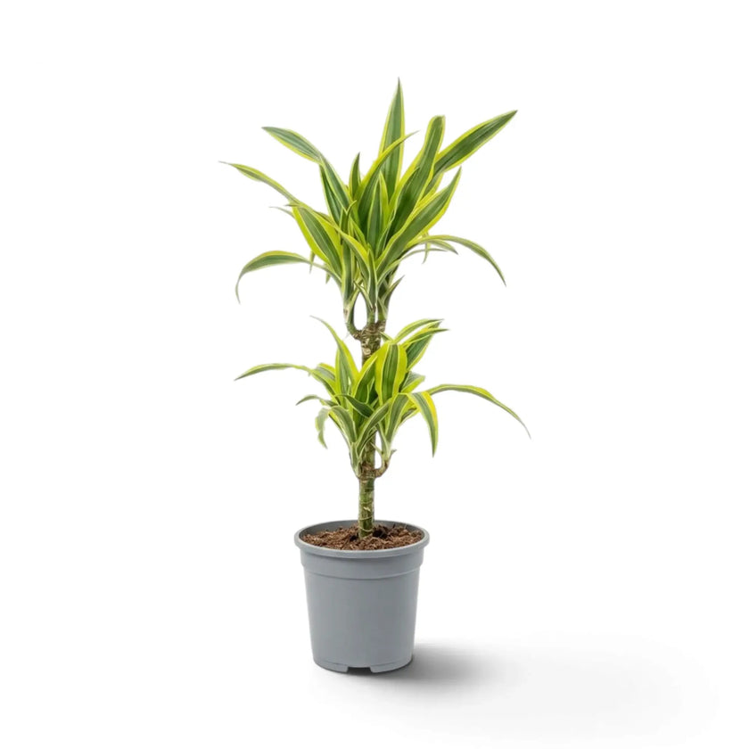 Große Dracaena fragrans ‘Lemon Lime’ mit grün, weiß und gelbgrün gestreiften Blättern