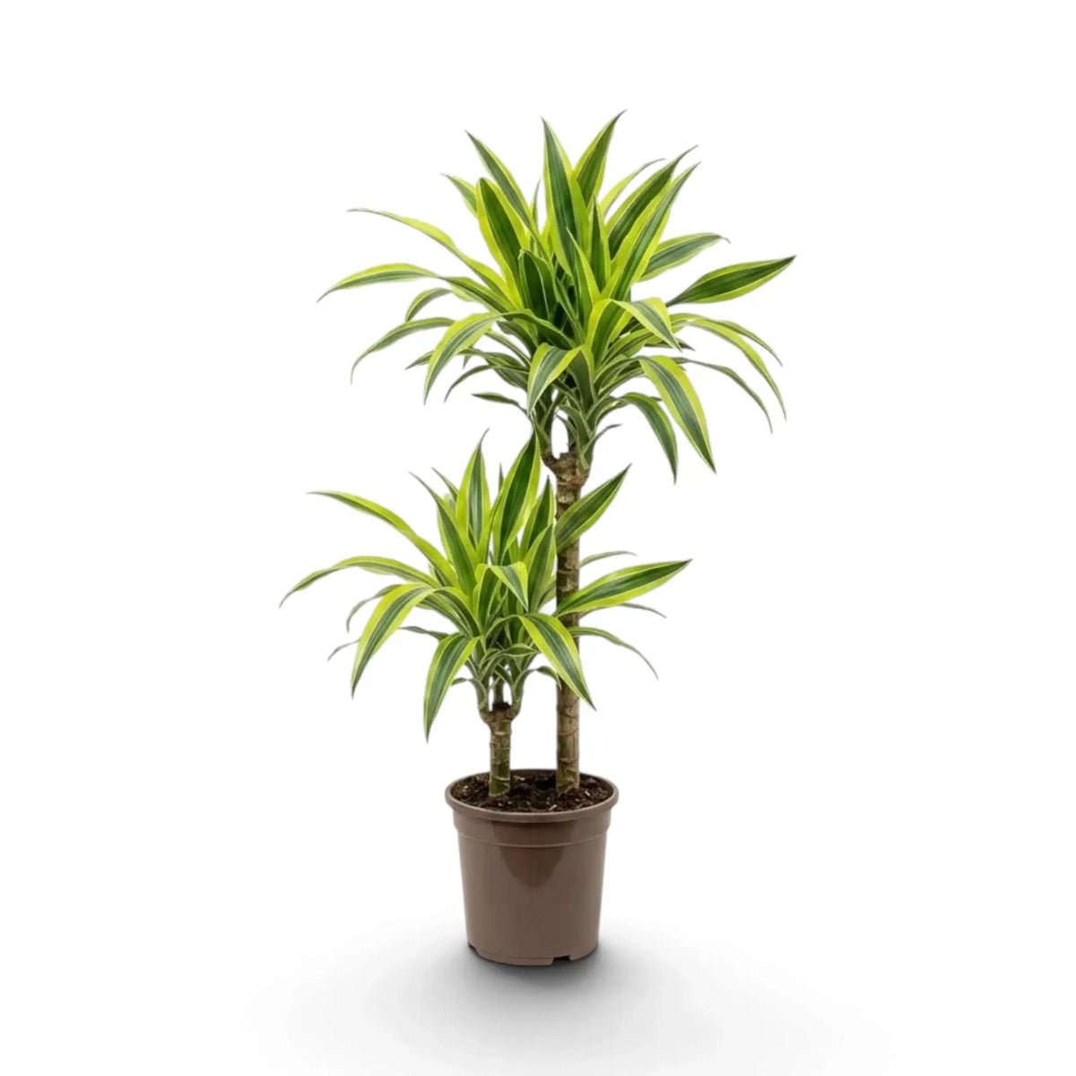 Große Dracaena fragrans ‘Lemon Lime’ mit grün, weiß und gelbgrün gestreiften Blättern