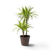 Große Dracaena fragrans ‘Lemon Lime’ mit grün, weiß und gelbgrün gestreiften Blättern