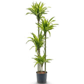 Dracaena fragrans ‘Lemon Lime’ in Größe XXL mit grün, weiß und gelbgrün gestreiften Blättern
